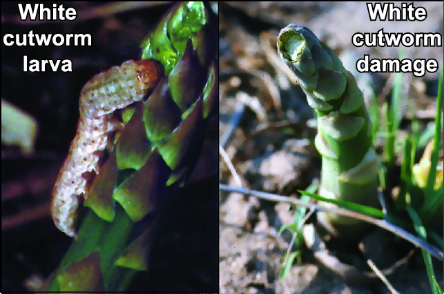 White cutworm larvae and damage